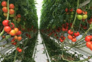 De vos déchets aux tomates